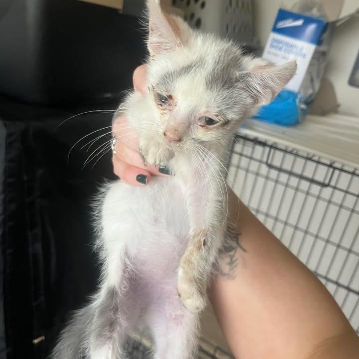 Enlarge Berny, a Adoptable Domestic Short Hair in Fredericksburg, TX image 2/4