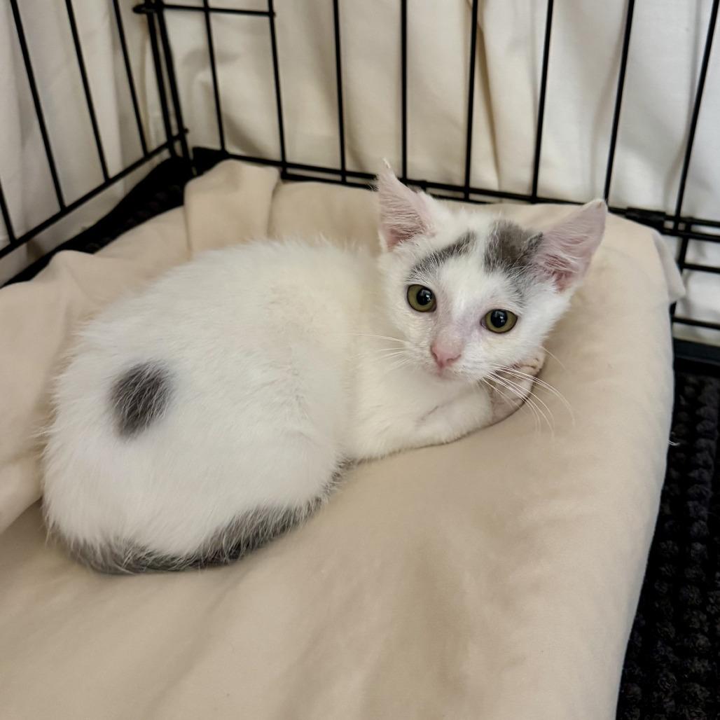 Enlarge Berny, a Adoptable Domestic Short Hair in Fredericksburg, TX image 4/4