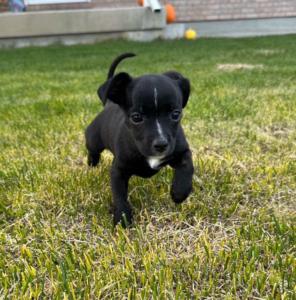 Chowder, Adoptable, Puppy Female Chihuahua.