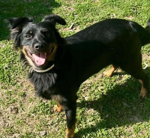 Roxy, Adoptable, Young Female Border Collie.