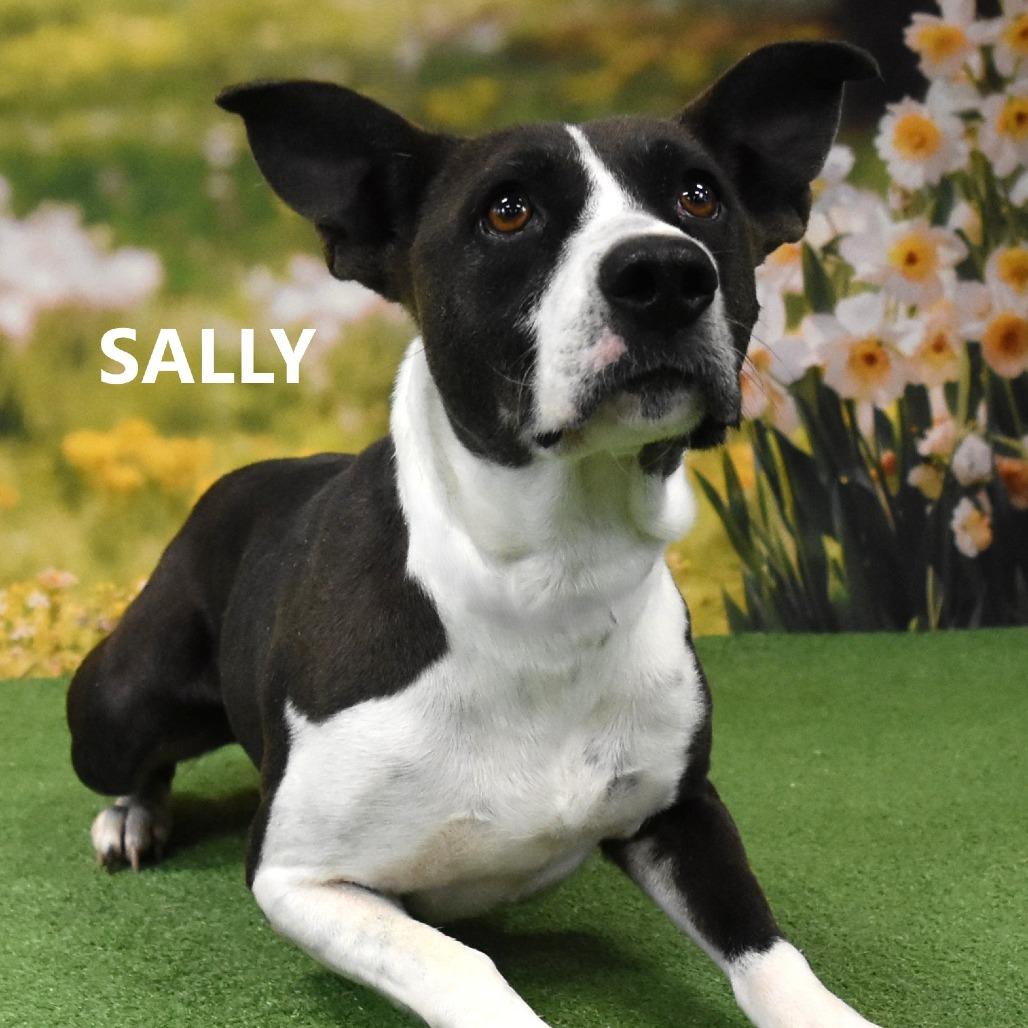 Sally, Adoptable, Adult Female Mixed Breed.