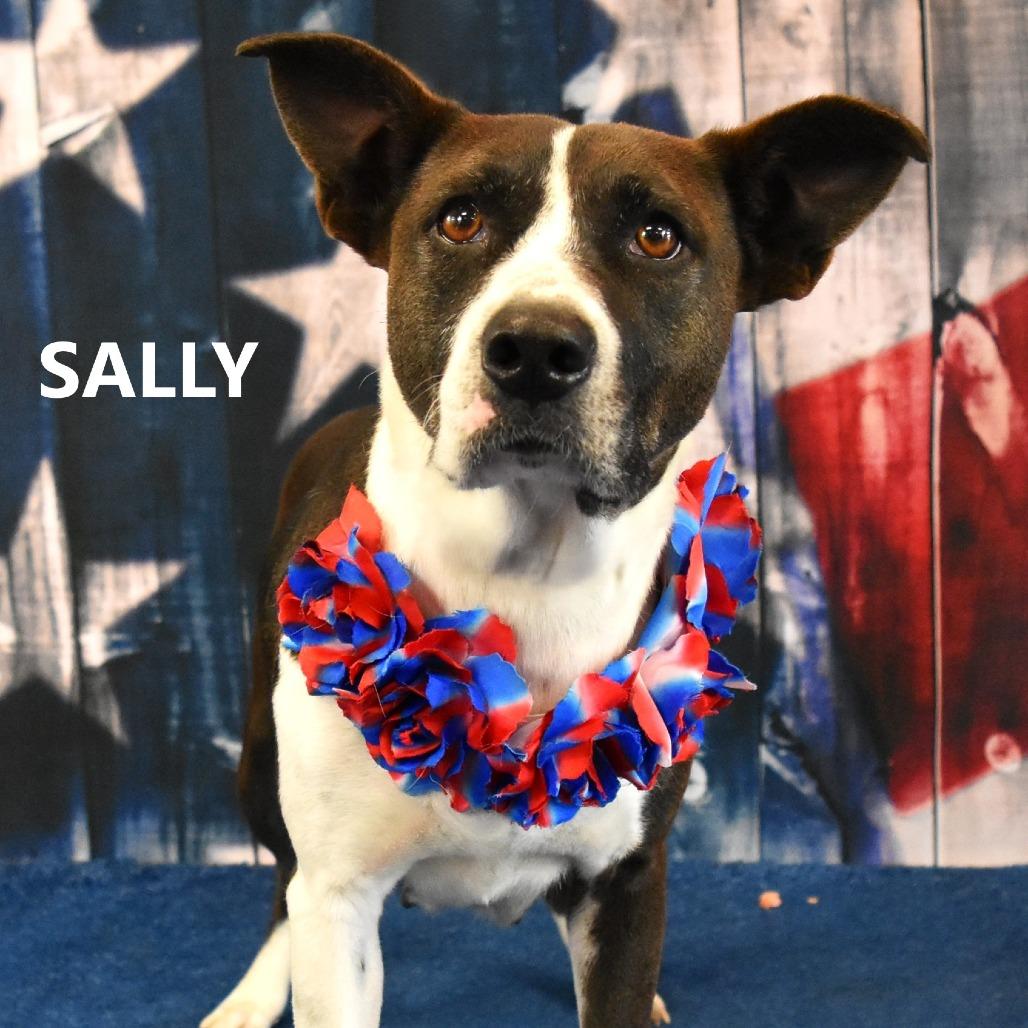 Sally, a Adoptable Mixed Breed in Yuma, AZ image 2/6