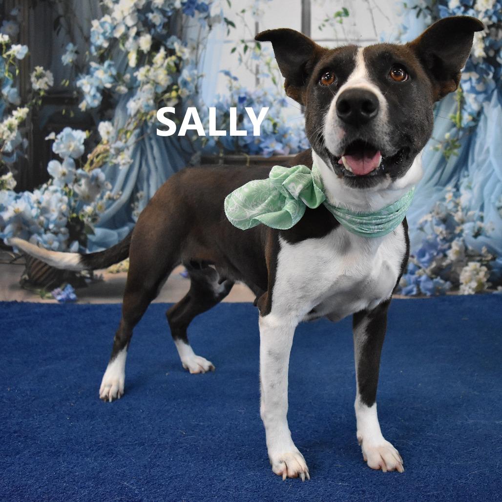 Enlarge Sally, a Adoptable Mixed Breed in Yuma, AZ image 2/6