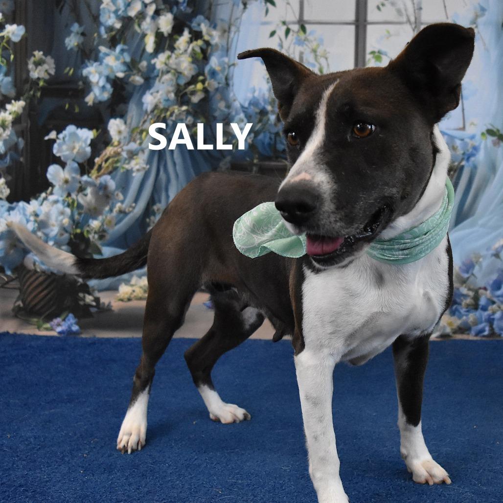 Enlarge Sally, a Adoptable Mixed Breed in Yuma, AZ image 3/6