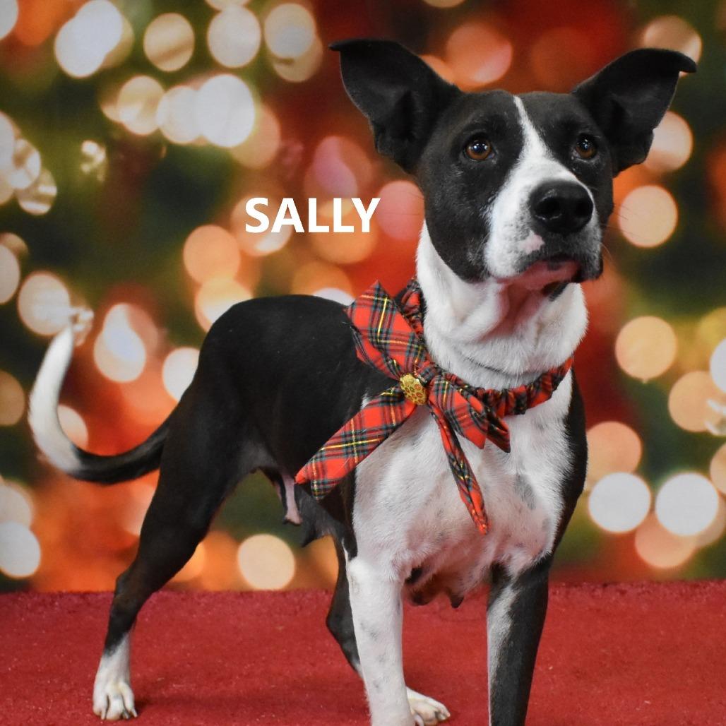 Enlarge Sally, a Adoptable Mixed Breed in Yuma, AZ image 4/6