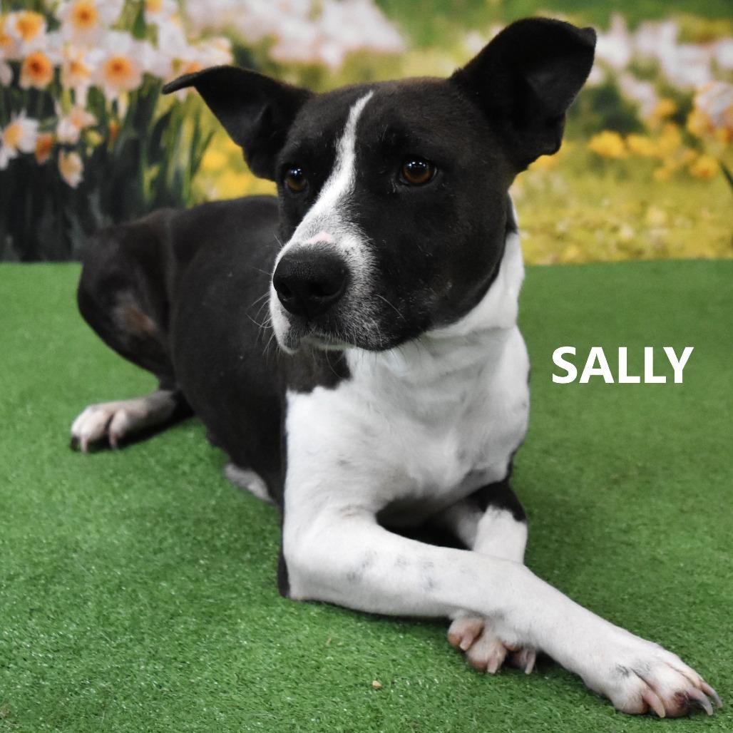 Enlarge Sally, a Adoptable Mixed Breed in Yuma, AZ image 5/6