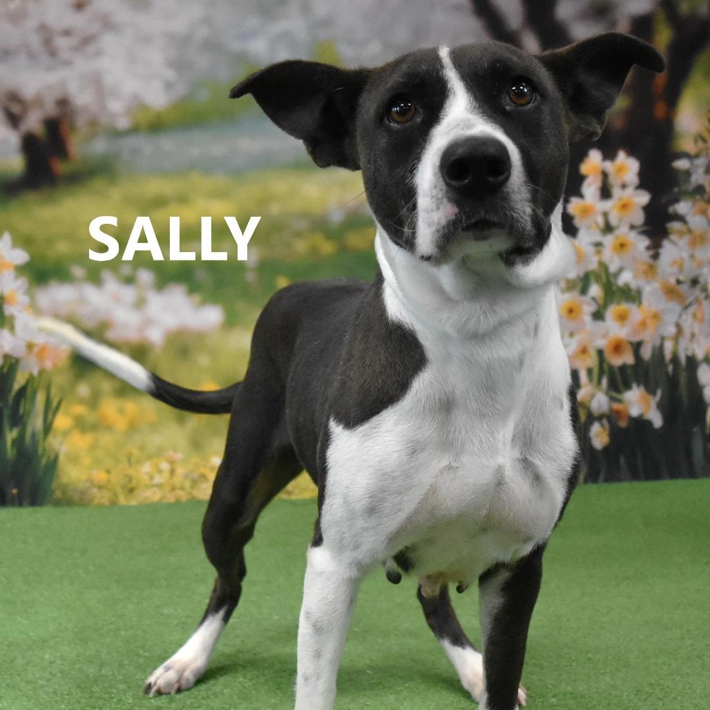 Enlarge Sally, a Adoptable Mixed Breed in Yuma, AZ image 6/6