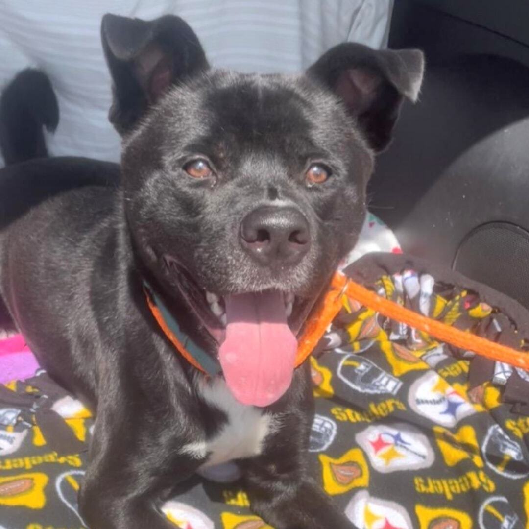 Kirby, a Adoptable mixed breed in Youngstown, OH image 1/12