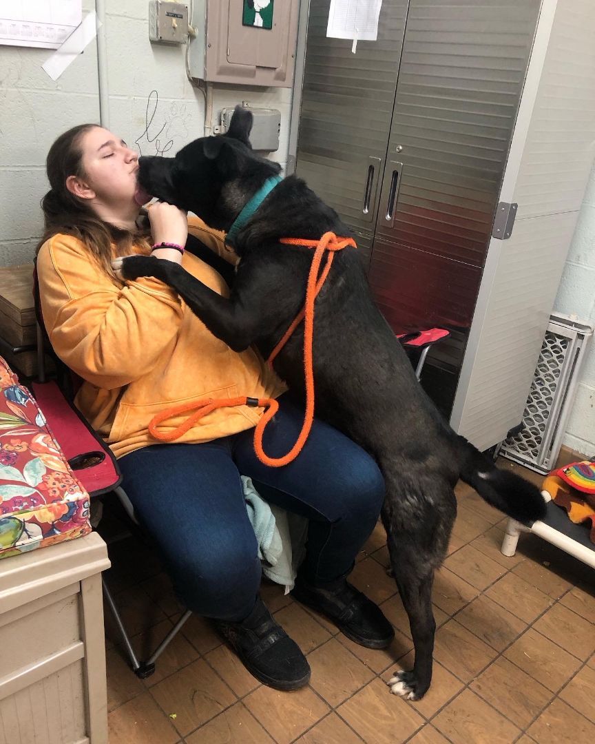 Kirby, a Adoptable mixed breed in Youngstown, OH image 2/12