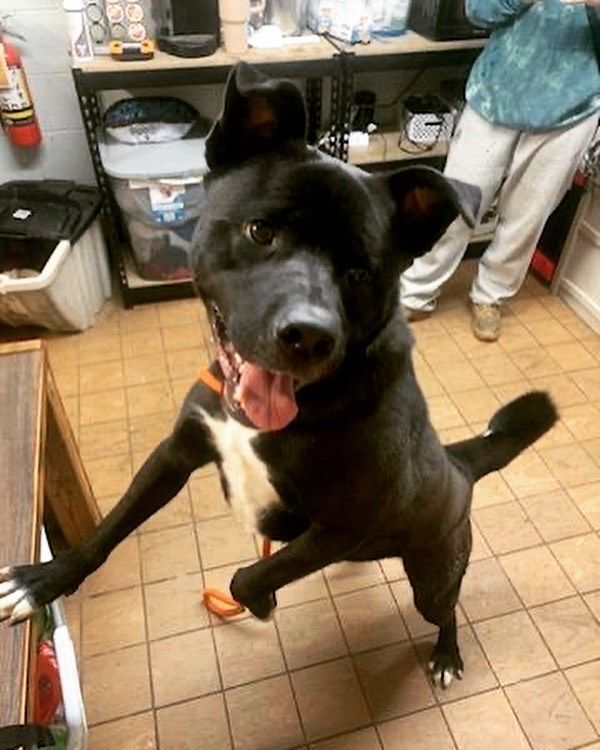 Kirby, a Adoptable mixed breed in Youngstown, OH image 3/12