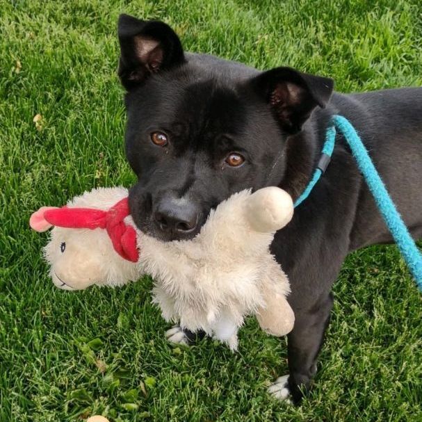 Kirby, a Adoptable mixed breed in Youngstown, OH image 4/12