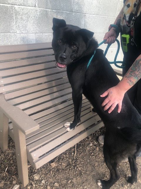 Kirby, a Adoptable mixed breed in Youngstown, OH image 5/12