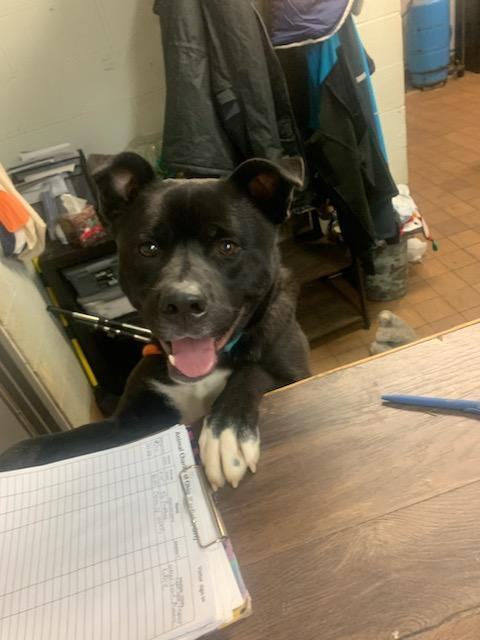 Kirby, a Adoptable mixed breed in Youngstown, OH image 6/12