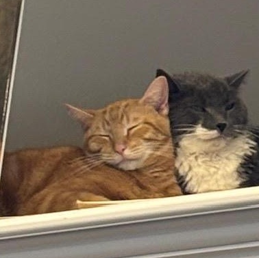 Carlton — thumbnail 2