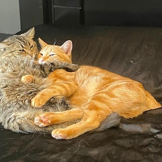 Carlton — thumbnail 4