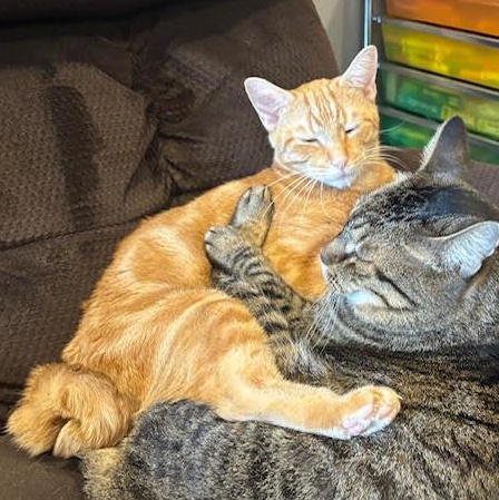 Carlton — thumbnail 5