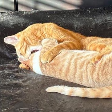 Carlton — thumbnail 6