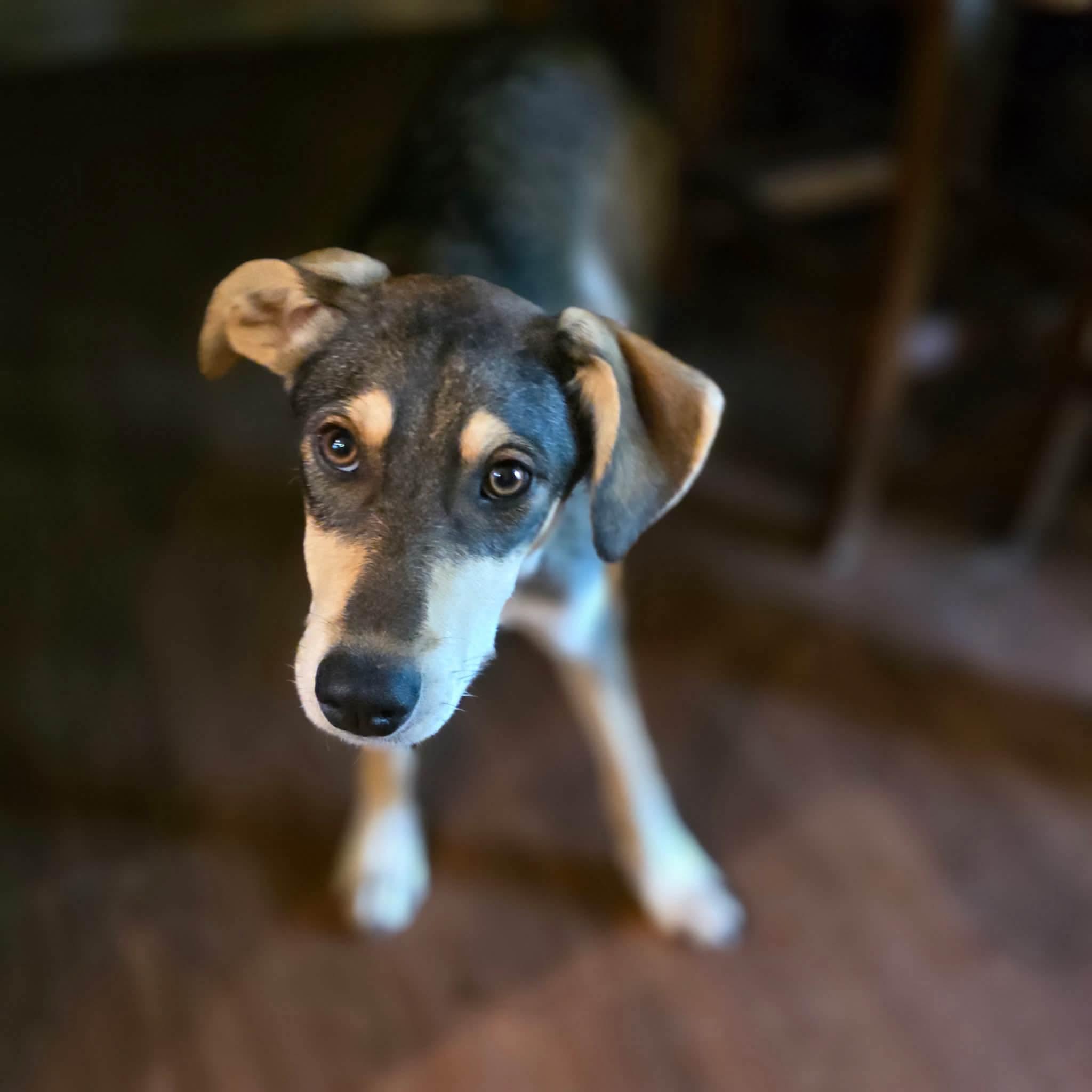 Jackson, ADOPTABLE, Puppy Male Shepherd.