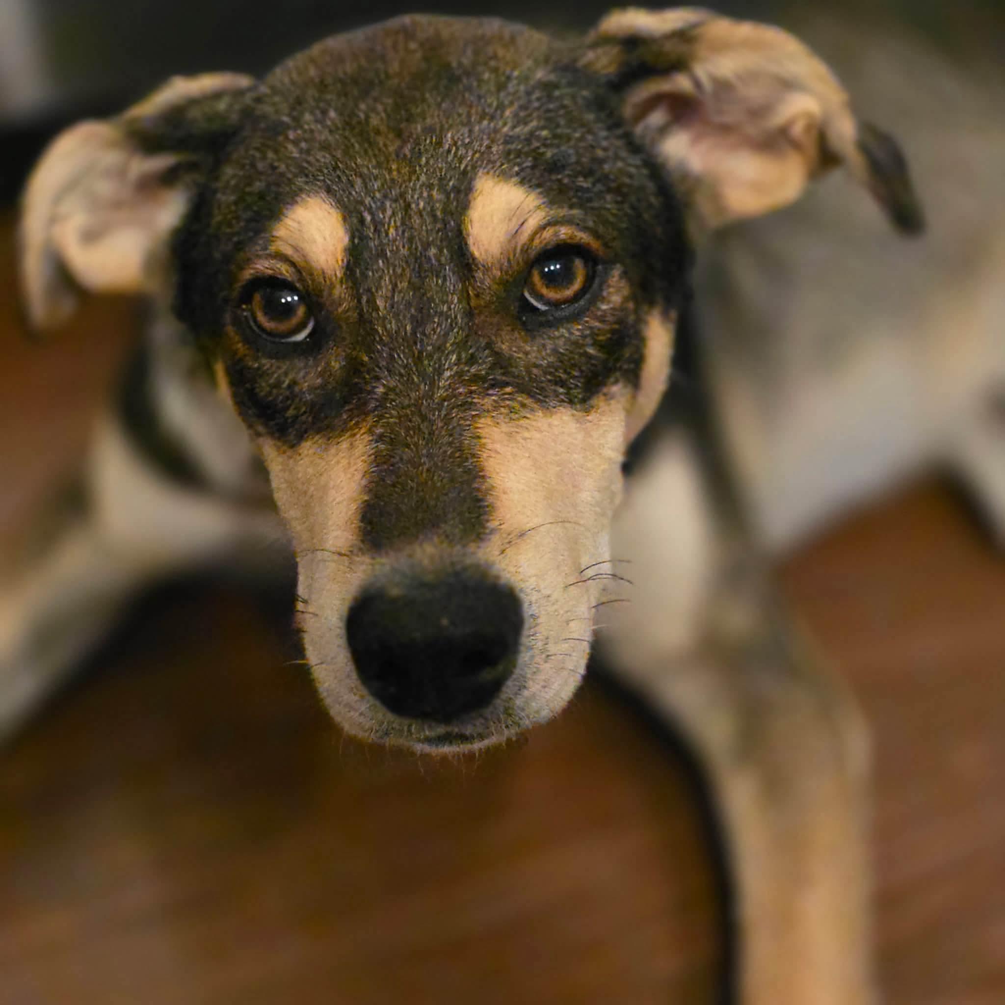 Enlarge Jackson, a ADOPTABLE mixed breed in Cleveland, OK image 2/2
