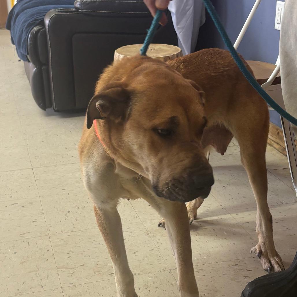 Rhea, Adoptable, Adult Female Mixed Breed.