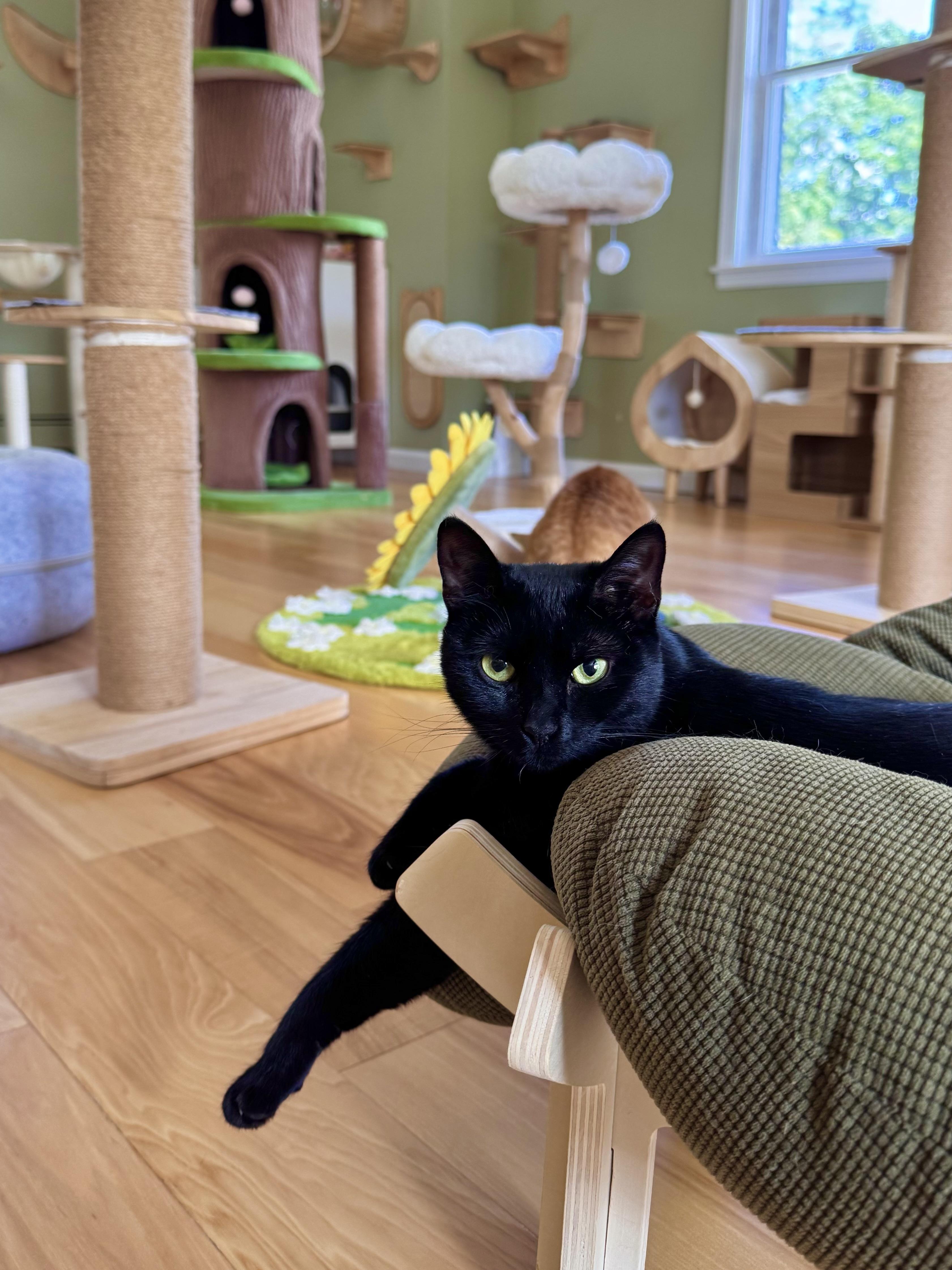 Enlarge Violet, a ADOPTABLE Domestic Short Hair in Ramsey, NJ image 5/6