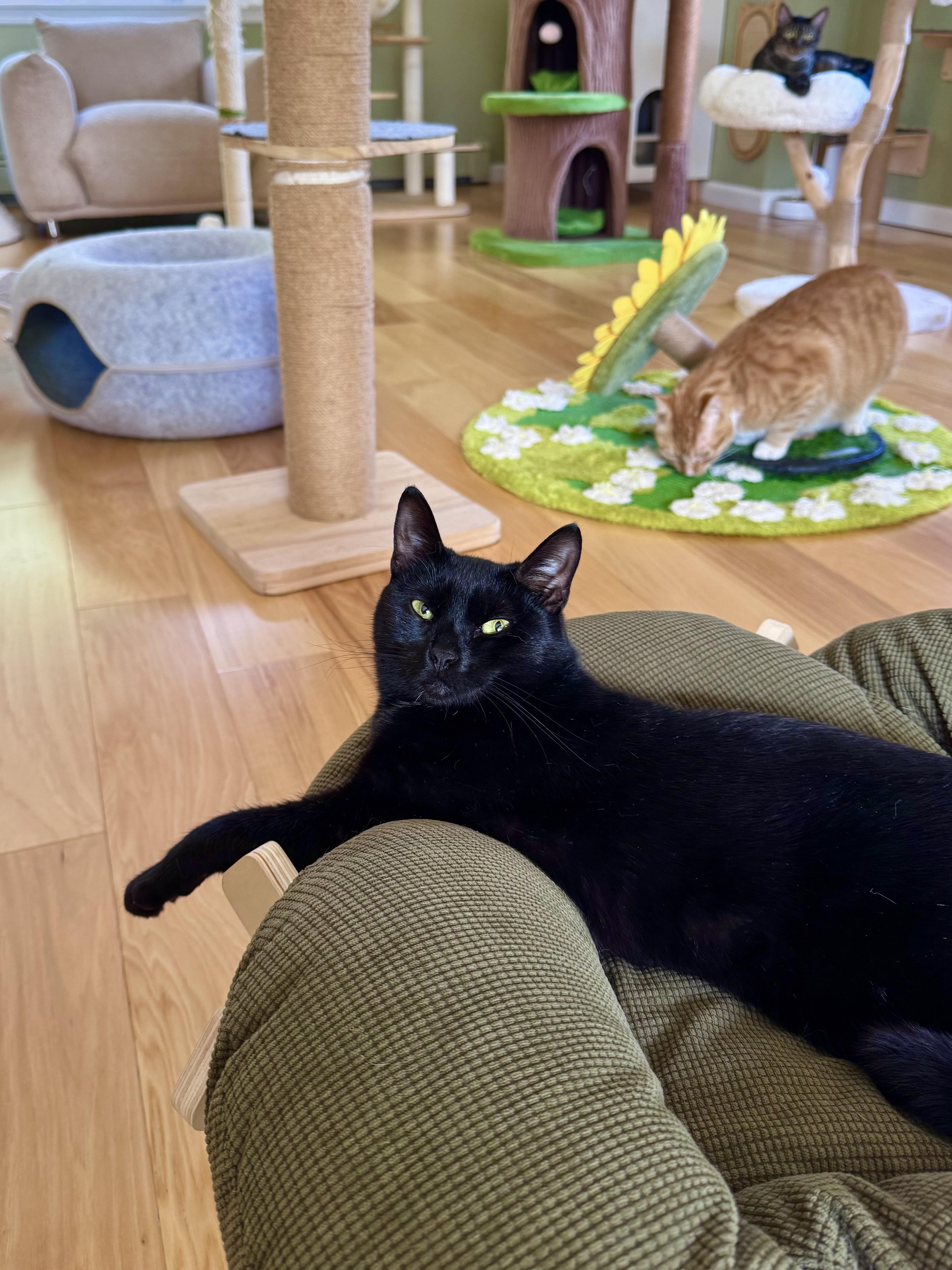 Enlarge Violet, a ADOPTABLE Domestic Short Hair in Ramsey, NJ image 3/6