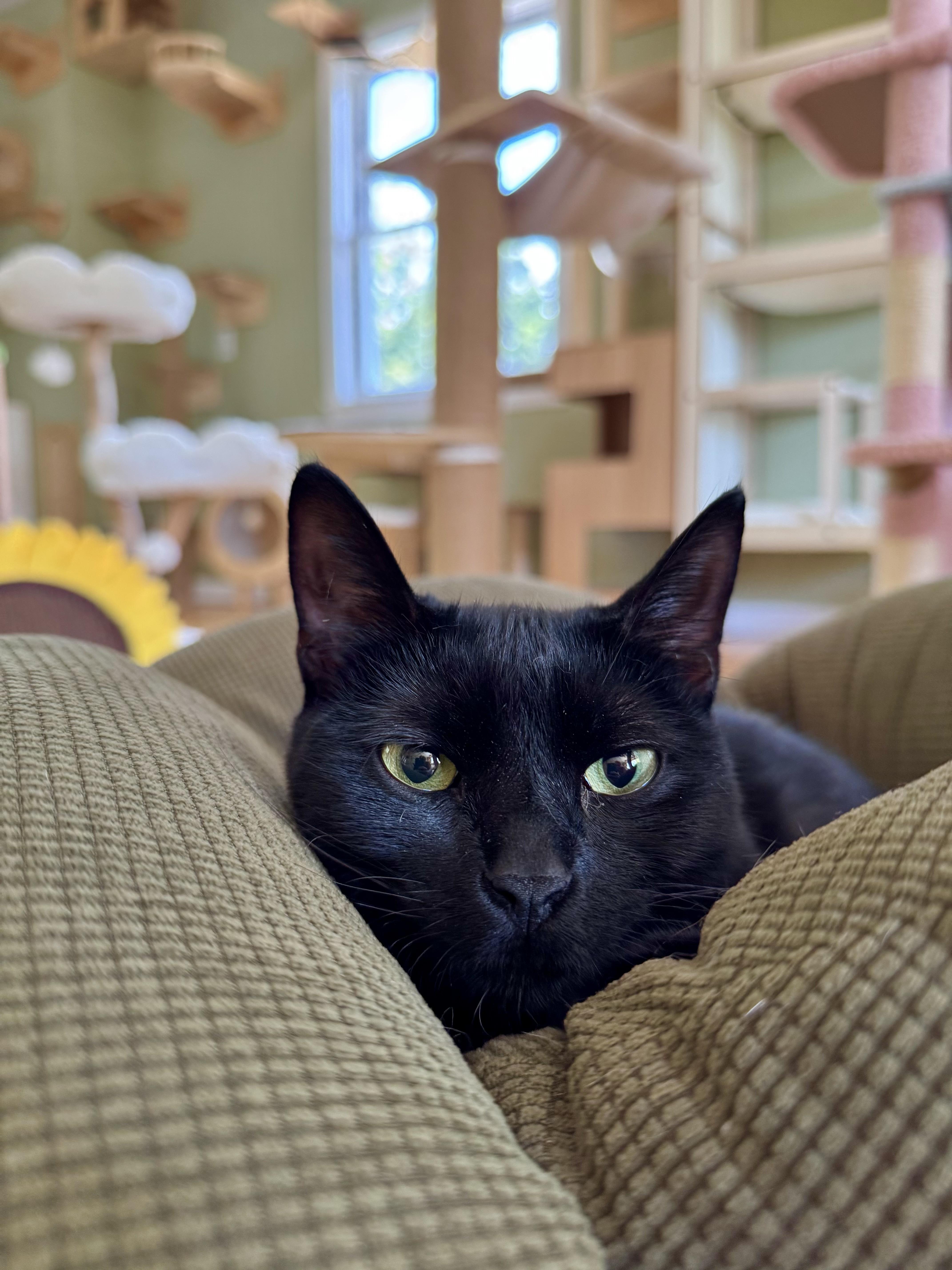 Violet, ADOPTABLE, Young Female Domestic Short Hair.