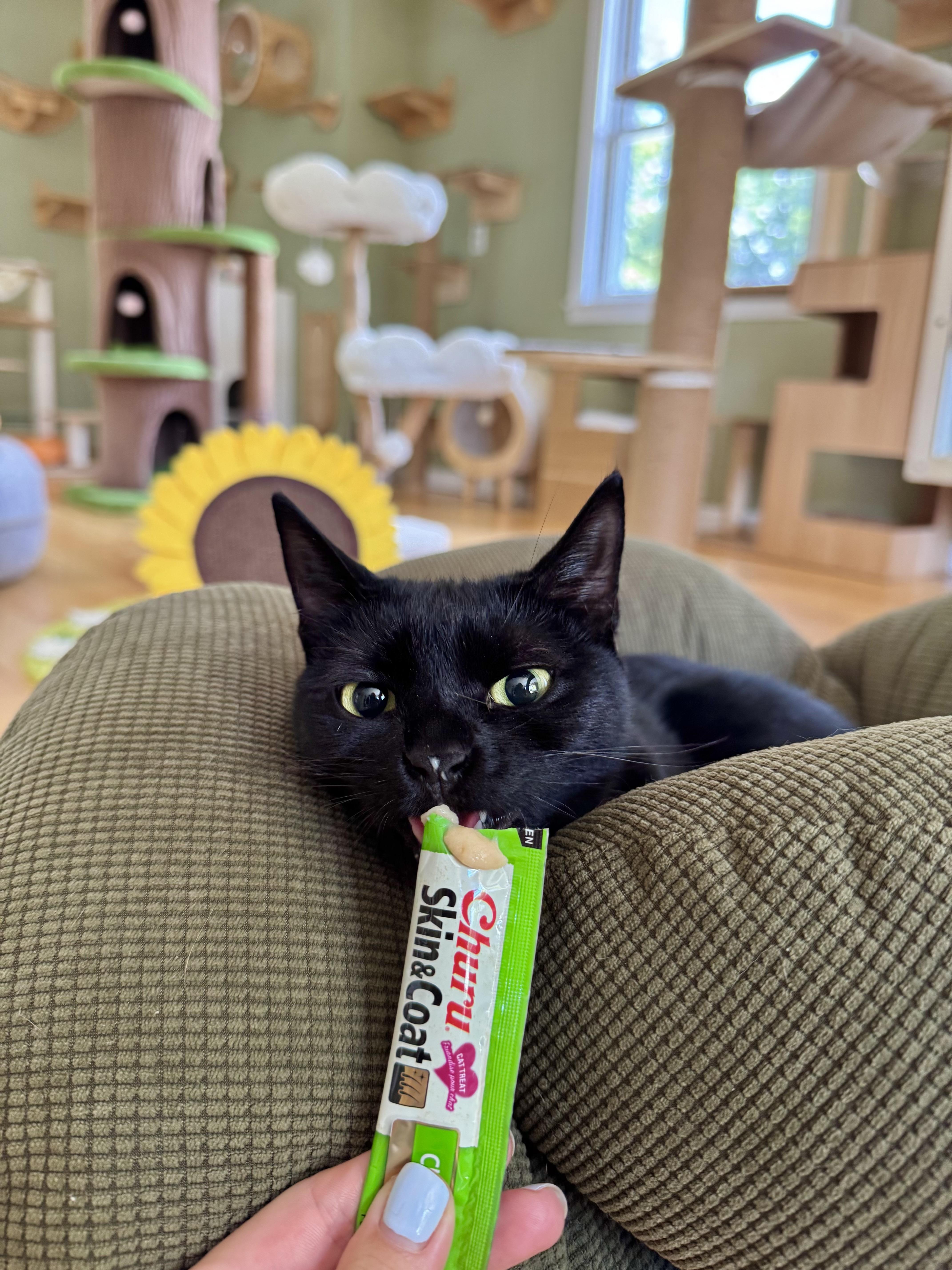 Enlarge Violet, a ADOPTABLE Domestic Short Hair in Ramsey, NJ image 2/6