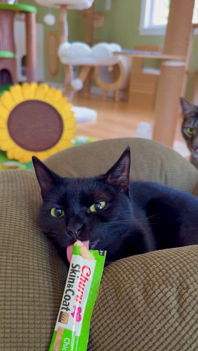 Enlarge Violet, a ADOPTABLE Domestic Short Hair in Ramsey, NJ video 6/6