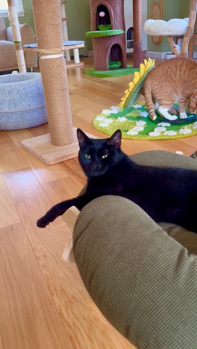 Enlarge Violet, a ADOPTABLE Domestic Short Hair in Ramsey, NJ video 4/6