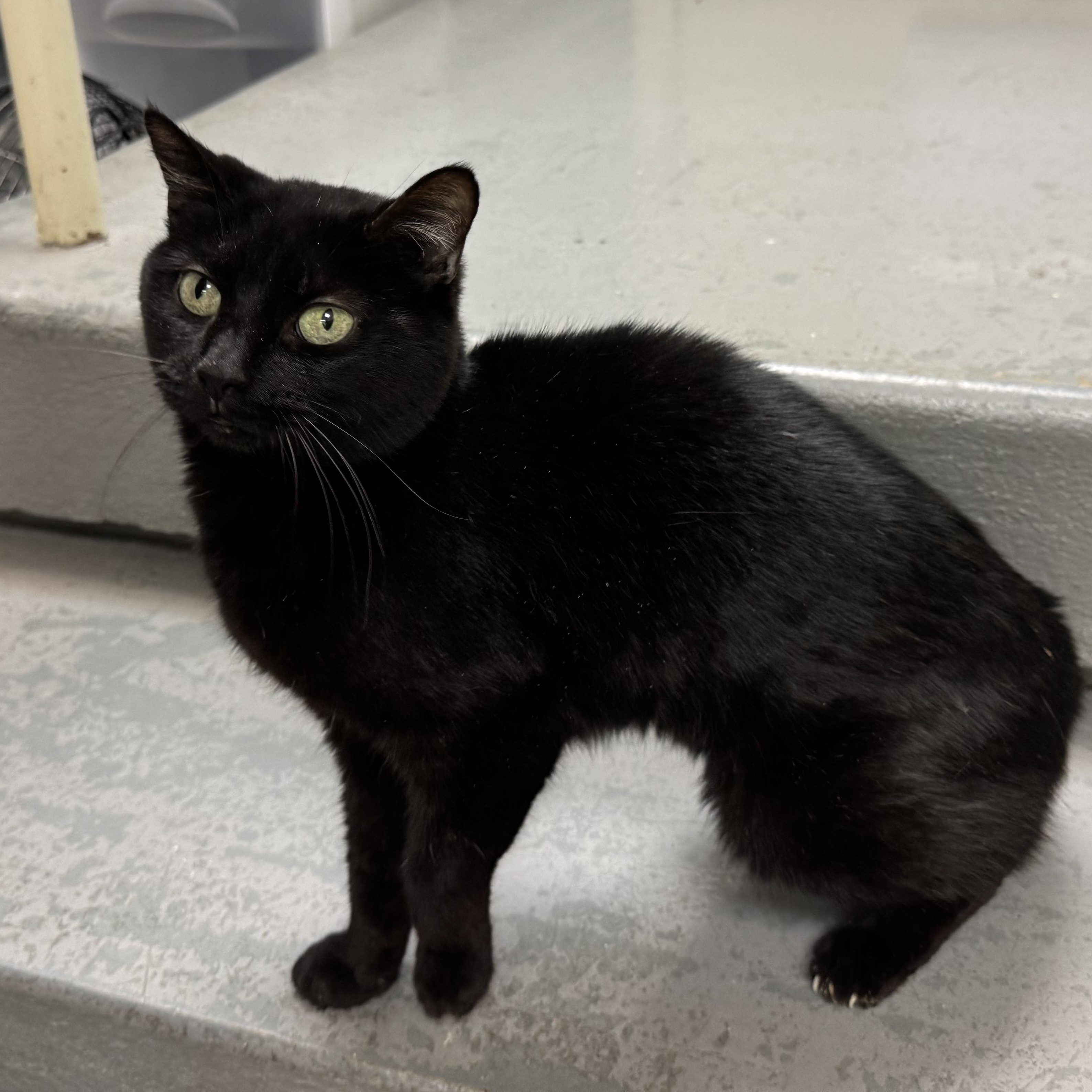 Selena, Adult Female unknown