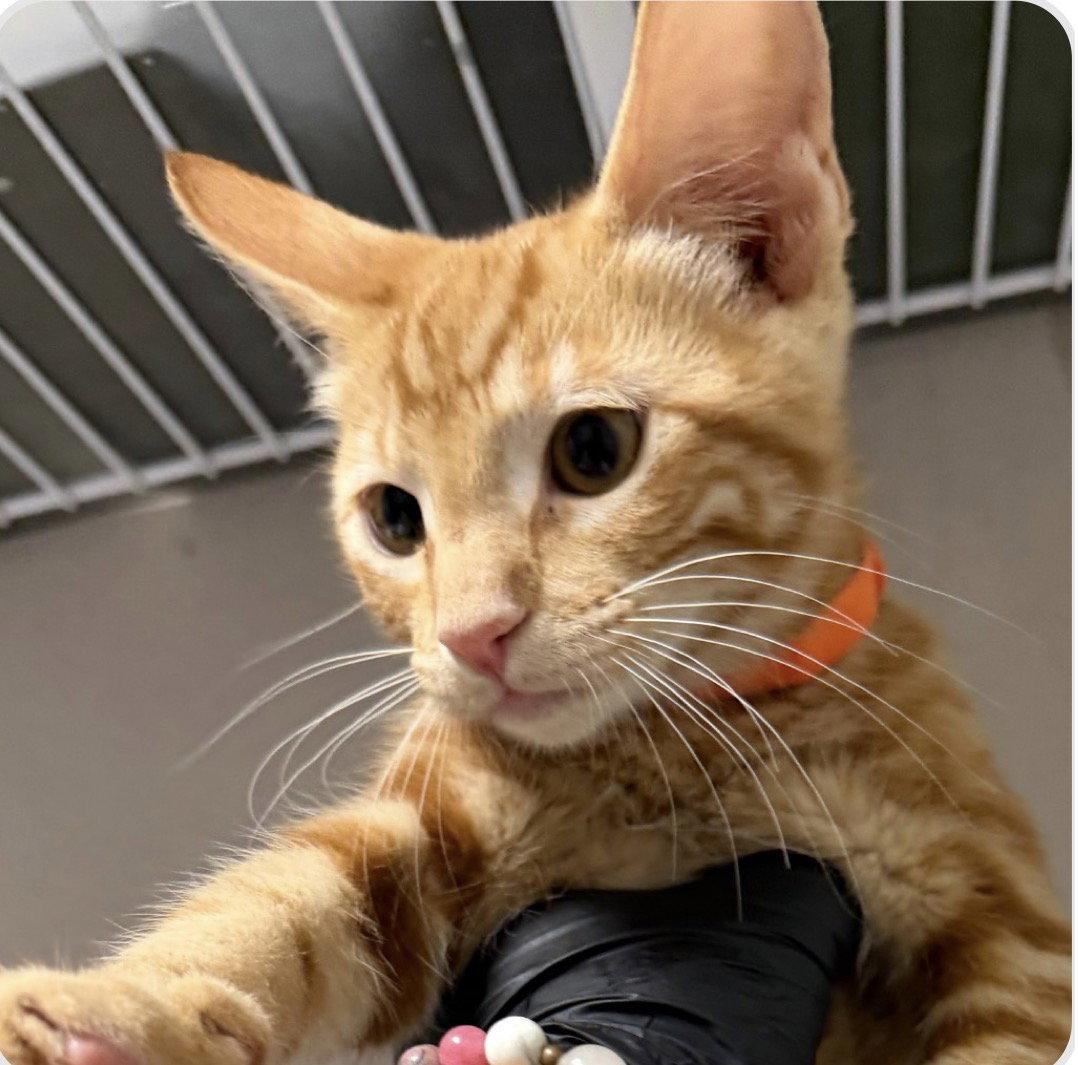 Sir Whiskers, Adoptable, Young Male Domestic Short Hair.