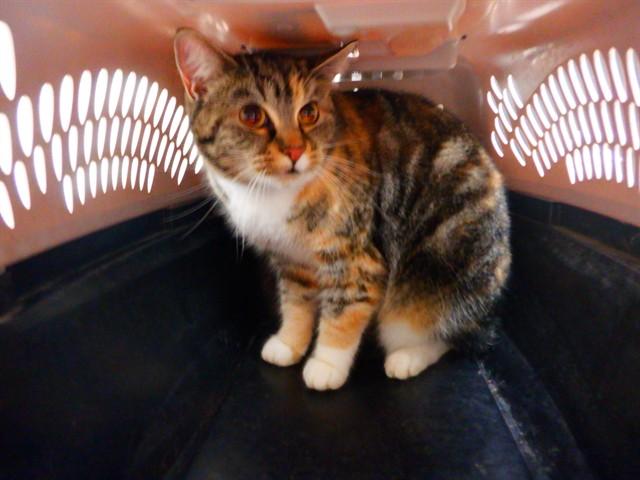 PURRSEPHONE, Adoptable, Young Female Domestic Short Hair & Domestic Short Hair.