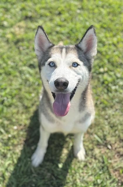 Winter, Adoptable, Adult Female Siberian Husky & Mixed Breed.