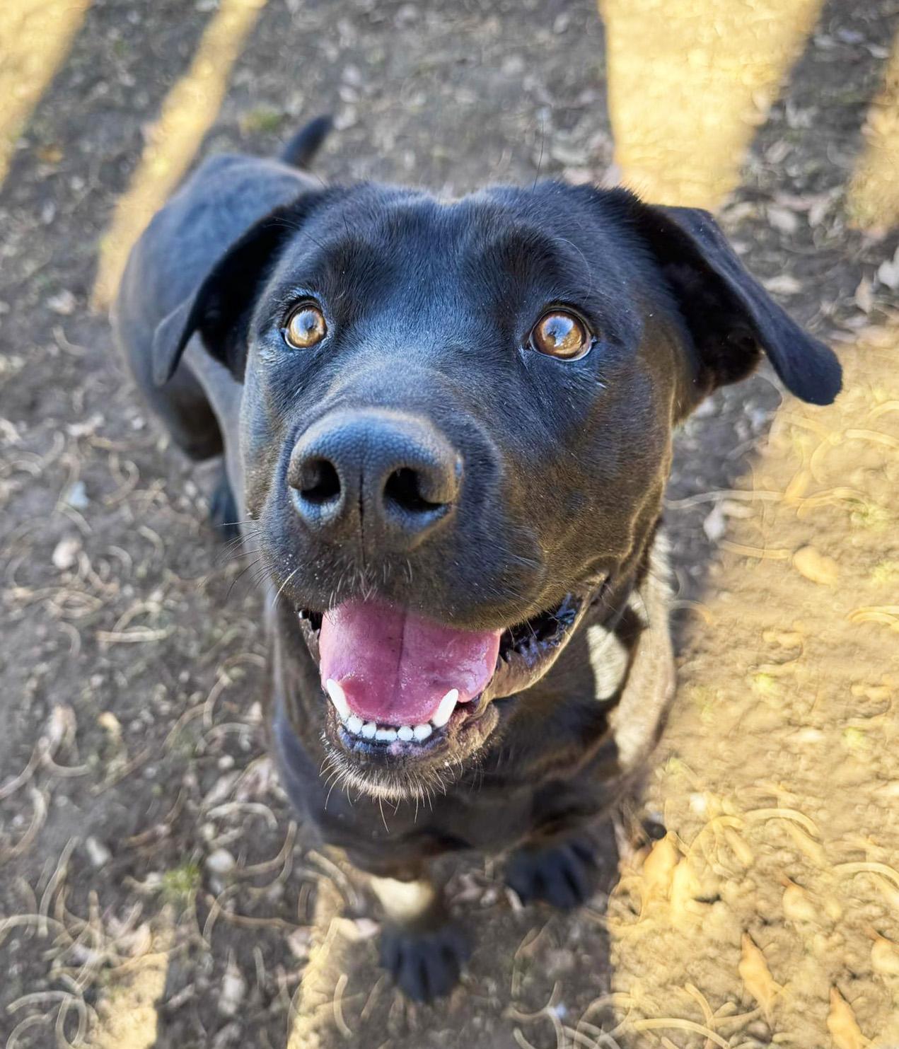 Enlarge Raven, a ADOPTABLE mixed breed in Albuquerque, NM image 1/1