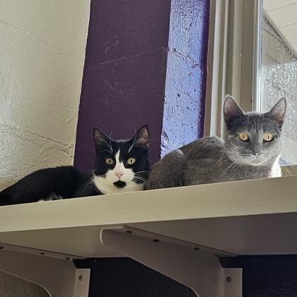 Luca, Adoptable, Adult Female Domestic Short Hair & Domestic Short Hair.