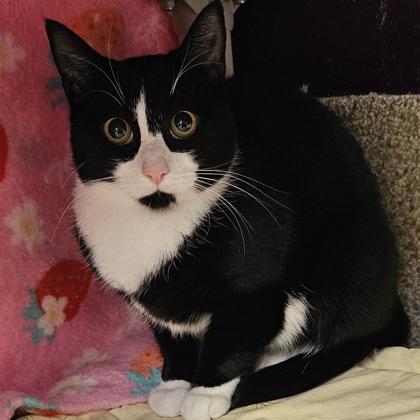 Enlarge Luca, a Adoptable mixed breed in Scotia, NY image 2/3