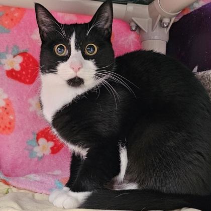 Enlarge Luca, a Adoptable mixed breed in Scotia, NY image 3/3