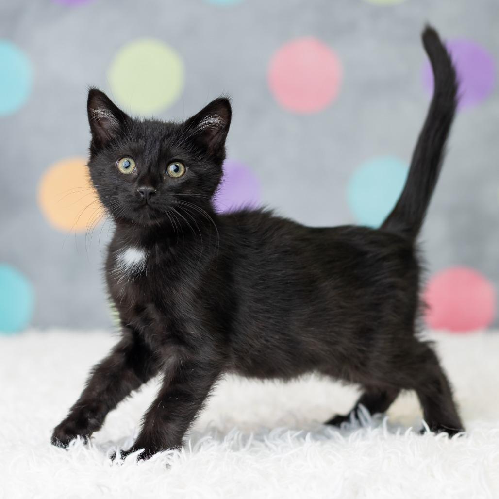 Seiji, Adoptable, Kitten Male Domestic Short Hair.