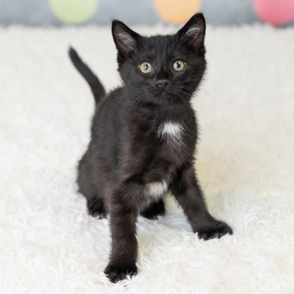 Enlarge Seiji, a Adoptable Domestic Short Hair in St. Paul, MN image 2/5
