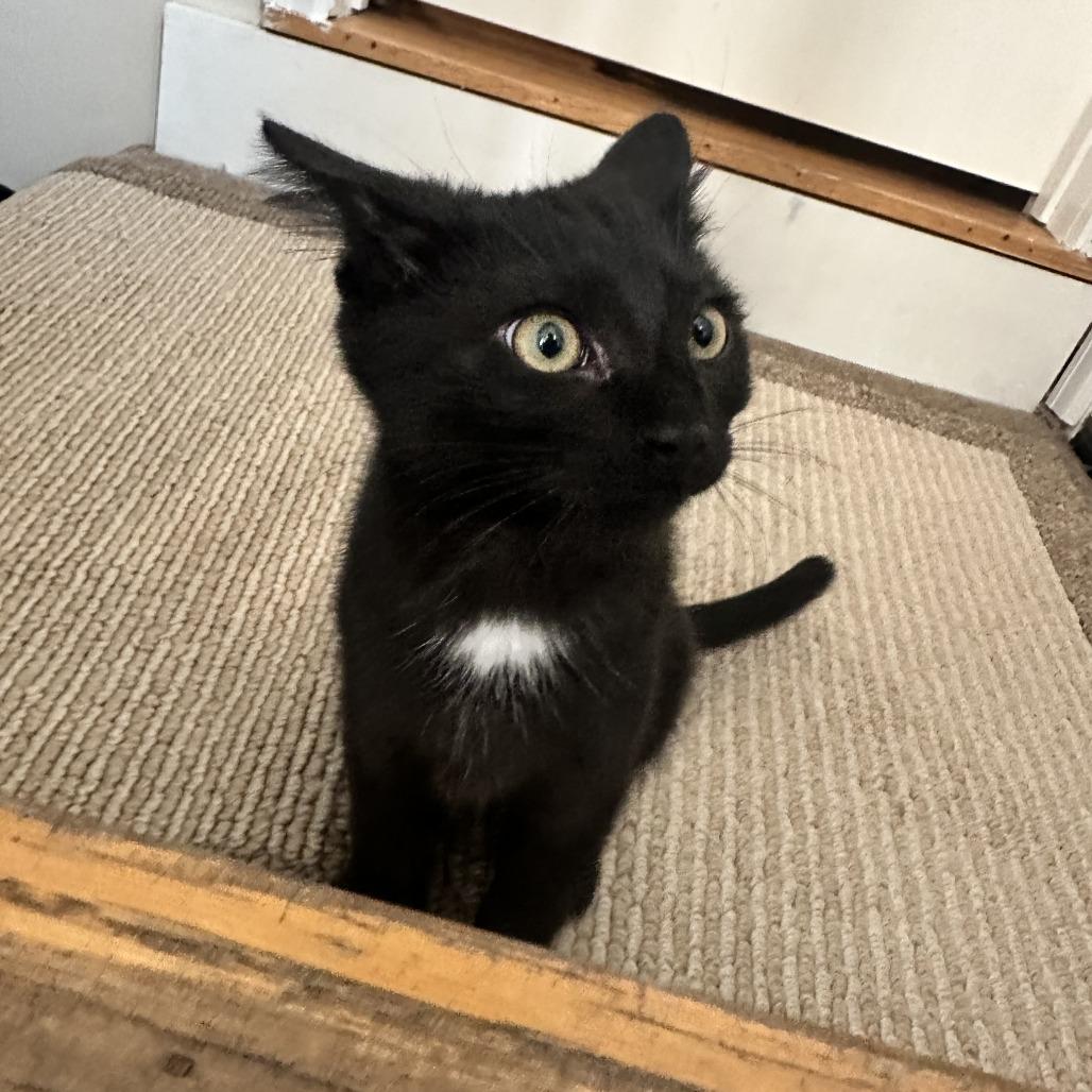 Enlarge Seiji, a Adoptable Domestic Short Hair in St. Paul, MN image 3/6