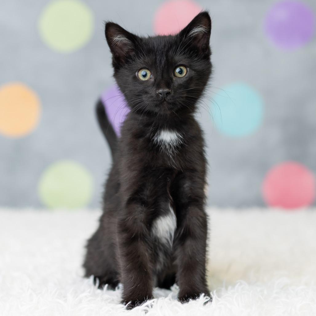 Enlarge Seiji, a Adoptable Domestic Short Hair in St. Paul, MN image 3/5