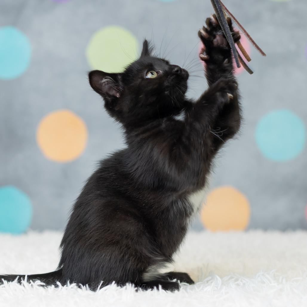Enlarge Seiji, a Adoptable Domestic Short Hair in St. Paul, MN image 4/5