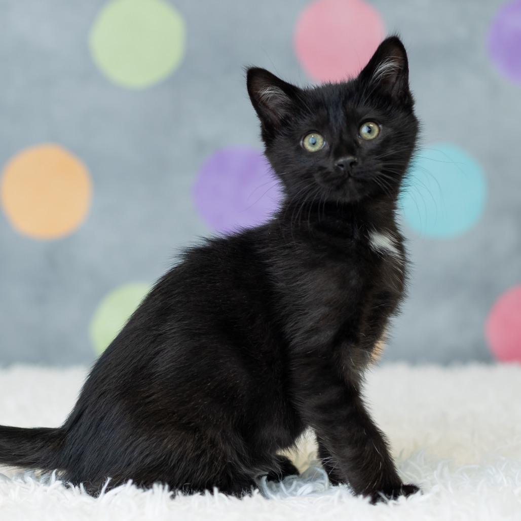 Enlarge Seiji, a Adoptable Domestic Short Hair in St. Paul, MN image 5/5