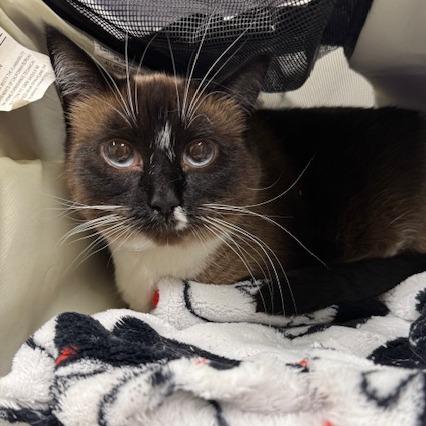 Sasha, a Adoptable mixed breed in Saint Cloud, MN image 1/2