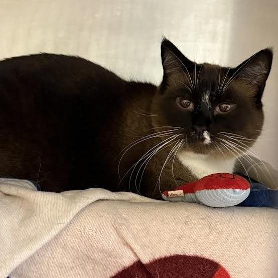 Sasha, a Adoptable mixed breed in Saint Cloud, MN image 2/2