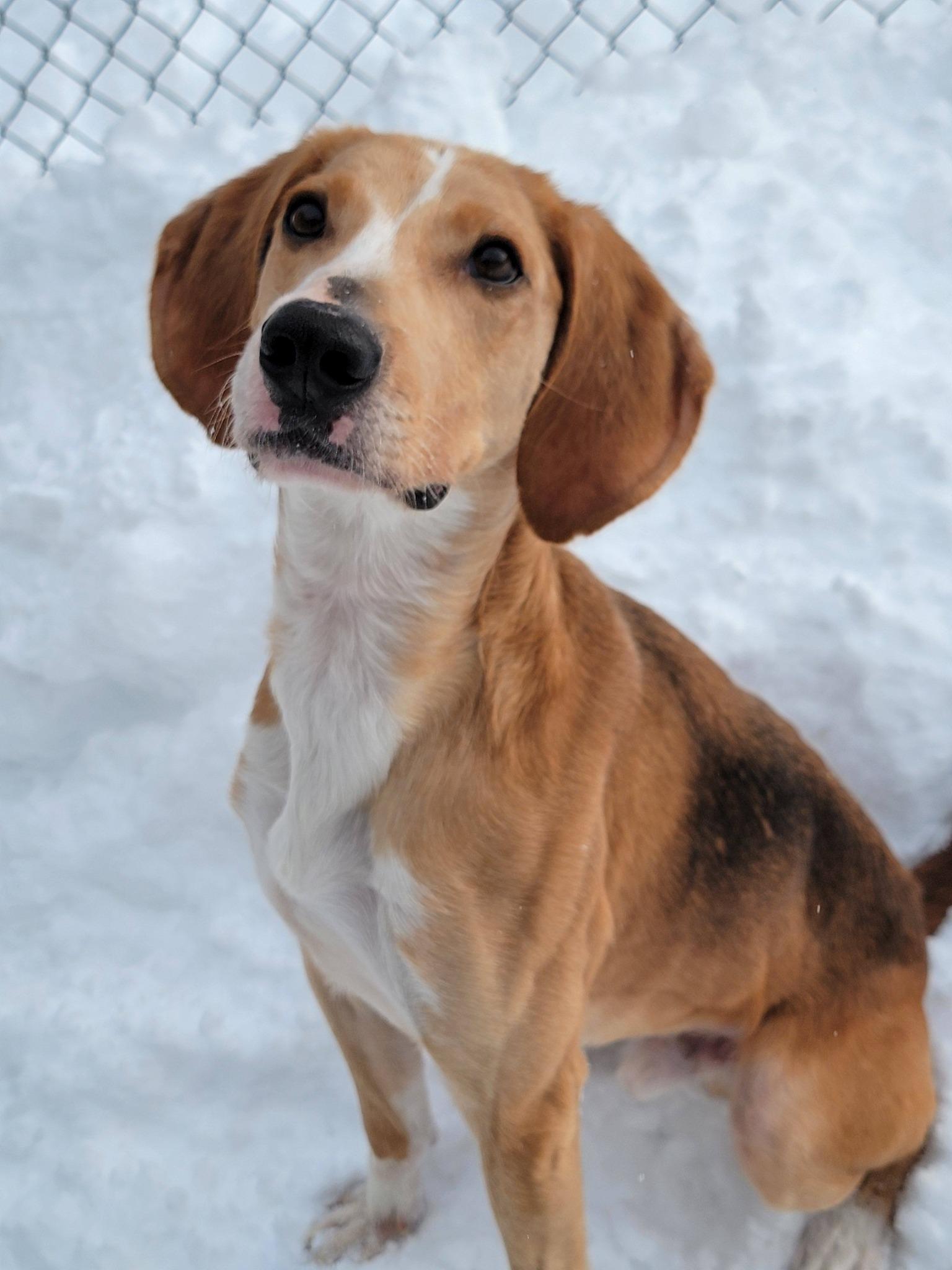Enlarge Ricky Bobby, a ADOPTABLE Hound in Fulton, NY image 4/4