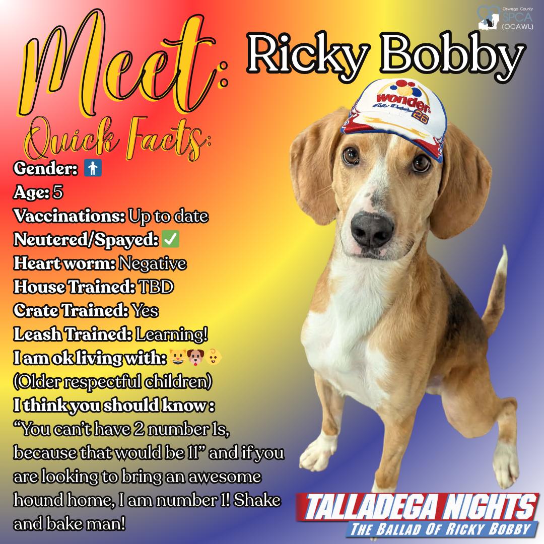 Ricky Bobby, ADOPTABLE, Adult Male Hound.