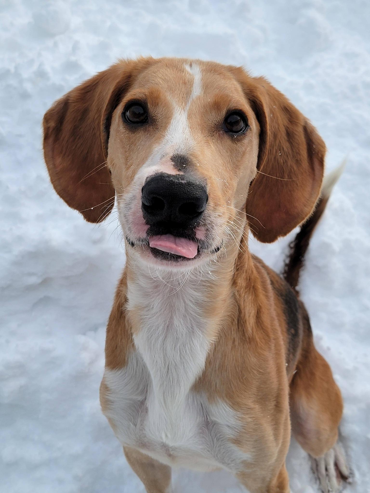 Enlarge Ricky Bobby, a ADOPTABLE Hound in Fulton, NY image 2/4