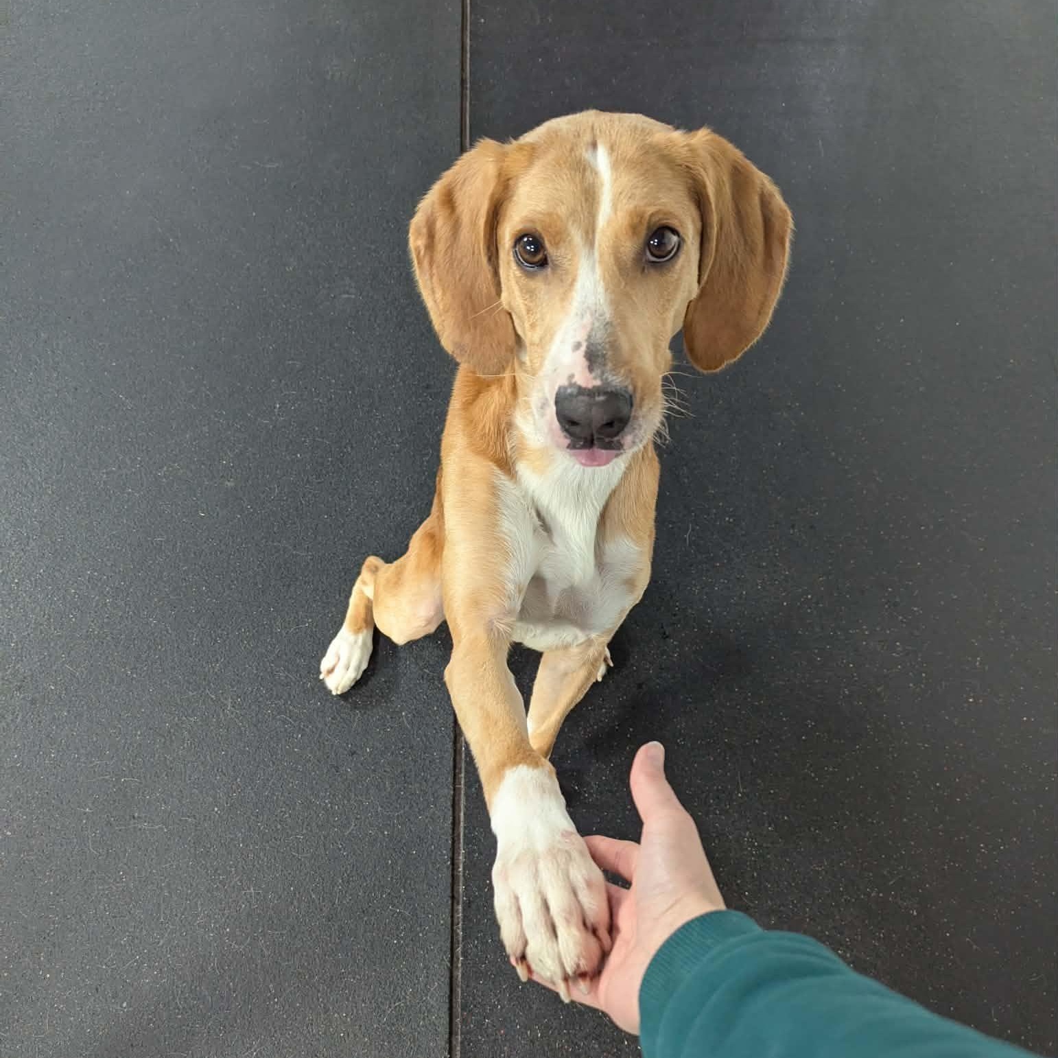 Enlarge Ricky Bobby, a ADOPTABLE Hound in Fulton, NY image 3/6